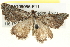  ( - BIOUG05056-E11)  @13 [ ] CreativeCommons - Attribution (2013) CBG Photography Group Centre for Biodiversity Genomics
