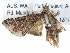  ( - BIOUG05161-A01)  @13 [ ] CreativeCommons - Attribution (2013) CBG Photography Group Centre for Biodiversity Genomics