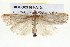  ( - BIOUG05161-A10)  @14 [ ] CreativeCommons - Attribution (2013) CBG Photography Group Centre for Biodiversity Genomics
