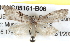  ( - BIOUG05161-B06)  @13 [ ] CreativeCommons - Attribution (2013) CBG Photography Group Centre for Biodiversity Genomics