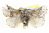  ( - BIOUG05161-H01)  @15 [ ] CreativeCommons - Attribution (2013) CBG Photography Group Centre for Biodiversity Genomics