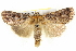  ( - BIOUG05161-H08)  @14 [ ] CreativeCommons - Attribution (2013) CBG Photography Group Centre for Biodiversity Genomics