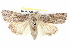  ( - BIOUG05161-H11)  @14 [ ] CreativeCommons - Attribution (2013) CBG Photography Group Centre for Biodiversity Genomics