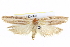  ( - BIOUG05162-B03)  @13 [ ] CreativeCommons - Attribution (2013) CBG Photography Group Centre for Biodiversity Genomics