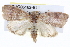  ( - BIOUG05162-B11)  @13 [ ] CreativeCommons - Attribution (2013) CBG Photography Group Centre for Biodiversity Genomics