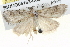  ( - BIOUG05162-D06)  @12 [ ] CreativeCommons - Attribution (2013) CBG Photography Group Centre for Biodiversity Genomics
