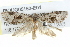  ( - BIOUG05162-E04)  @14 [ ] CreativeCommons - Attribution (2013) CBG Photography Group Centre for Biodiversity Genomics
