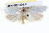  ( - BIOUG05162-E10)  @13 [ ] CreativeCommons - Attribution (2013) CBG Photography Group Centre for Biodiversity Genomics