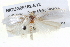  ( - BIOUG05162-E12)  @13 [ ] CreativeCommons - Attribution (2013) CBG Photography Group Centre for Biodiversity Genomics