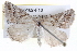  ( - BIOUG05162-F10)  @14 [ ] CreativeCommons - Attribution (2013) CBG Photography Group Centre for Biodiversity Genomics