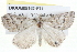  ( - BIOUG05162-F11)  @13 [ ] CreativeCommons - Attribution (2013) CBG Photography Group Centre for Biodiversity Genomics