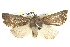  ( - BIOUG05163-F09)  @15 [ ] CreativeCommons - Attribution (2013) CBG Photography Group Centre for Biodiversity Genomics