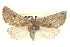  (Hypsidia - BIOUG05163-F12)  @15 [ ] CreativeCommons - Attribution (2013) CBG Photography Group Centre for Biodiversity Genomics