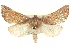  ( - BIOUG05163-G02)  @15 [ ] CreativeCommons - Attribution (2013) CBG Photography Group Centre for Biodiversity Genomics