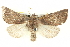  ( - BIOUG05163-G03)  @15 [ ] CreativeCommons - Attribution (2013) CBG Photography Group Centre for Biodiversity Genomics