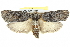  ( - BIOUG05164-B11)  @12 [ ] CreativeCommons - Attribution (2013) CBG Photography Group Centre for Biodiversity Genomics