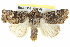  ( - BIOUG05164-C08)  @15 [ ] CreativeCommons - Attribution (2013) CBG Photography Group Centre for Biodiversity Genomics