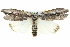  (Elesma - BIOUG05164-D08)  @15 [ ] CreativeCommons - Attribution (2013) CBG Photography Group Centre for Biodiversity Genomics