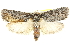  ( - BIOUG05164-D12)  @12 [ ] CreativeCommons - Attribution (2013) CBG Photography Group Centre for Biodiversity Genomics