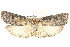  ( - BIOUG05164-E03)  @12 [ ] CreativeCommons - Attribution (2013) CBG Photography Group Centre for Biodiversity Genomics