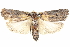  ( - BIOUG05164-E04)  @12 [ ] CreativeCommons - Attribution (2013) CBG Photography Group Centre for Biodiversity Genomics