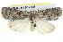  ( - BIOUG05164-H05)  @14 [ ] CreativeCommons - Attribution (2013) CBG Photography Group Centre for Biodiversity Genomics