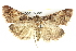  ( - BIOUG05165-A04)  @13 [ ] CreativeCommons - Attribution (2013) CBG Photography Group Centre for Biodiversity Genomics
