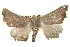  ( - BIOUG05165-A09)  @14 [ ] CreativeCommons - Attribution (2013) CBG Photography Group Centre for Biodiversity Genomics
