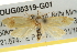  ( - BIOUG05319-G01)  @11 [ ] CreativeCommons - Attribution (2013) CBG Photography Group Centre for Biodiversity Genomics