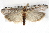  ( - BIOUG08826-C03)  @14 [ ] CreativeCommons - Attribution (2013) CBG Photography Group Centre for Biodiversity Genomics
