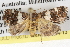  ( - BIOUG08826-C10)  @15 [ ] CreativeCommons - Attribution (2013) CBG Photography Group Centre for Biodiversity Genomics