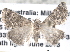  ( - BIOUG08826-G09)  @13 [ ] CreativeCommons - Attribution (2013) CBG Photography Group Centre for Biodiversity Genomics