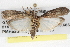  ( - BIOUG08826-H11)  @13 [ ] CreativeCommons - Attribution (2013) CBG Photography Group Centre for Biodiversity Genomics