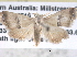  ( - BIOUG08827-F02)  @13 [ ] CreativeCommons - Attribution (2013) CBG Photography Group Centre for Biodiversity Genomics