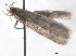  ( - BIOUG08827-F11)  @12 [ ] CreativeCommons - Attribution (2013) CBG Photography Group Centre for Biodiversity Genomics