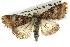  ( - BIOUG08828-B02)  @14 [ ] CreativeCommons - Attribution (2013) CBG Photography Group Centre for Biodiversity Genomics