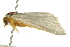  ( - BIOUG08828-H01)  @13 [ ] CreativeCommons - Attribution (2013) CBG Photography Group Centre for Biodiversity Genomics