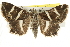  ( - BIOUG08828-H04)  @14 [ ] CreativeCommons - Attribution (2013) CBG Photography Group Centre for Biodiversity Genomics