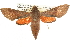  ( - BIOUG08829-A12)  @14 [ ] CreativeCommons - Attribution (2013) CBG Photography Group Centre for Biodiversity Genomics