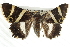  ( - BIOUG08829-B02)  @15 [ ] CreativeCommons - Attribution (2013) CBG Photography Group Centre for Biodiversity Genomics