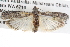  ( - BIOUG08829-B06)  @15 [ ] CreativeCommons - Attribution (2013) CBG Photography Group Centre for Biodiversity Genomics