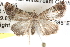  ( - BIOUG08829-B12)  @13 [ ] CreativeCommons - Attribution (2013) CBG Photography Group Centre for Biodiversity Genomics