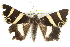  ( - BIOUG08829-C01)  @14 [ ] CreativeCommons - Attribution (2013) CBG Photography Group Centre for Biodiversity Genomics