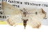  ( - BIOUG08829-C06)  @14 [ ] CreativeCommons - Attribution (2013) CBG Photography Group Centre for Biodiversity Genomics
