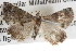  ( - BIOUG08829-C07)  @13 [ ] CreativeCommons - Attribution (2013) CBG Photography Group Centre for Biodiversity Genomics