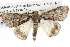  ( - BIOUG08996-C01)  @13 [ ] CreativeCommons - Attribution (2013) CBG Photography Group Centre for Biodiversity Genomics
