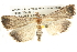  ( - BIOUG08996-D03)  @14 [ ] CreativeCommons - Attribution (2013) CBG Photography Group Centre for Biodiversity Genomics