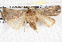  ( - BIOUG09010-A11)  @13 [ ] CreativeCommons - Attribution (2013) CBG Photography Group Centre for Biodiversity Genomics