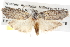  ( - BIOUG09010-C05)  @12 [ ] CreativeCommons - Attribution (2013) CBG Photography Group Centre for Biodiversity Genomics