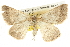  ( - BIOUG09010-D03)  @14 [ ] CreativeCommons - Attribution (2013) CBG Photography Group Centre for Biodiversity Genomics